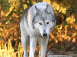 Loup du Canada